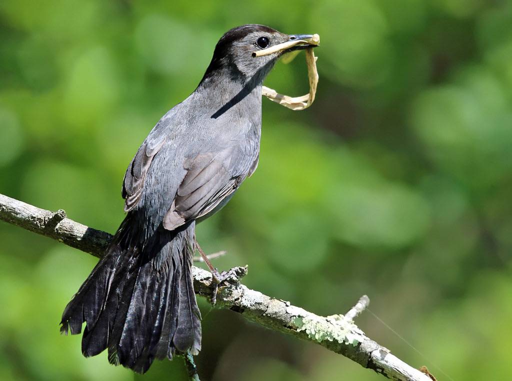 Gray Catbird with nesting material by tcmurray74 is licensed under CC BY-NC 2.0